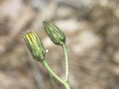 Hieracium glaucinum