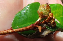 Croton pseudopulchellus