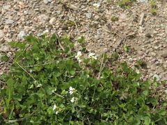 Arabidopsis suecica