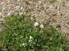 Arabidopsis suecica