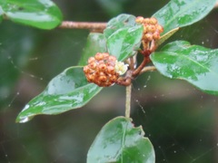 Croton pseudopulchellus