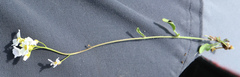 Arabidopsis suecica