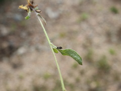 Arabidopsis suecica