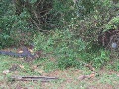 Croton pseudopulchellus