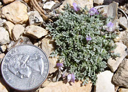 Astragalus cremnophylax