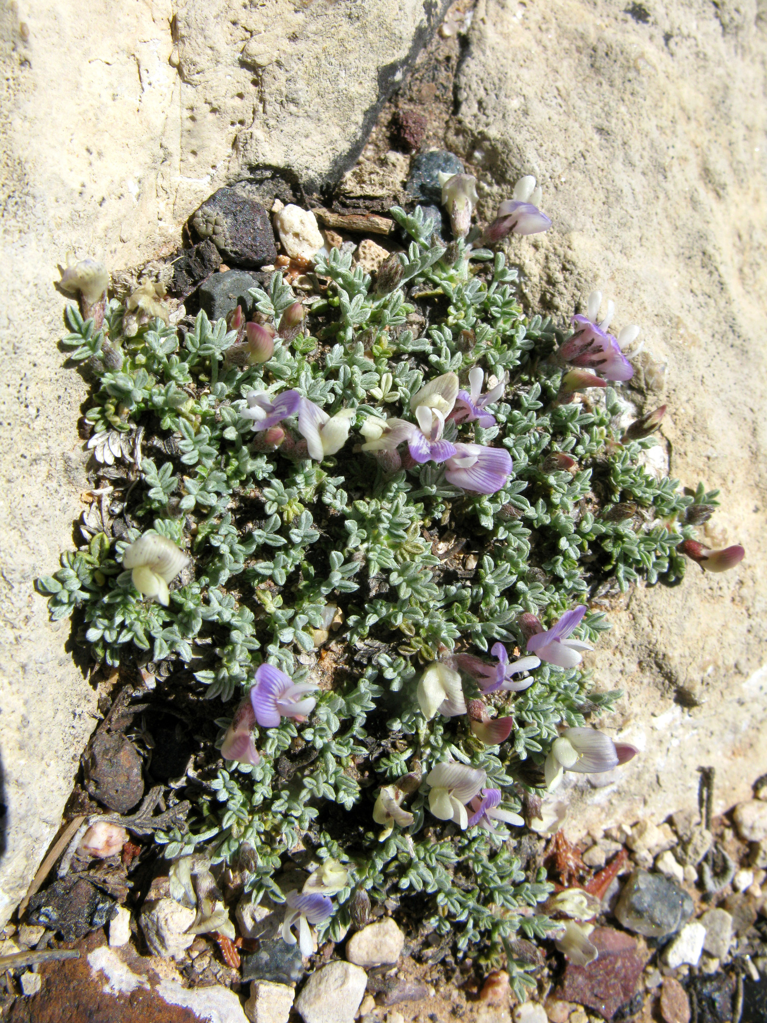 Astragalus cremnophylax var. cremnophylax