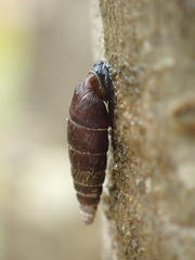 Clausilia