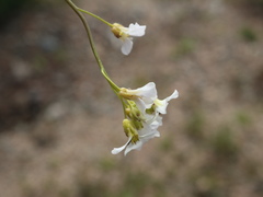 Arabidopsis suecica