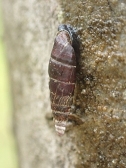 Clausilia