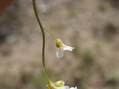Arabidopsis suecica