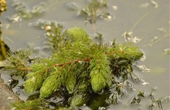 Ceratophyllum demersum