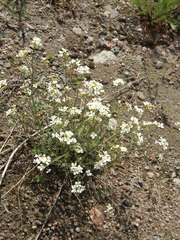 Arabidopsis suecica