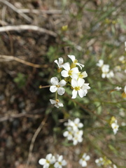 Arabidopsis suecica