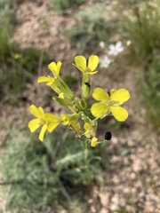 Erysimum canescens