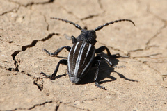 Dorcadion fuliginator