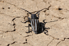 Dorcadion fuliginator