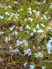 Myosotis stolonifera