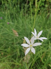 Ornithogalum