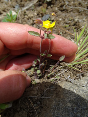 Erythranthe washingtonensis