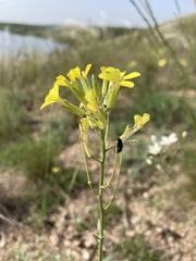 Erysimum canescens