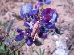 Oedaleonotus phryneicus