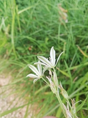 Ornithogalum