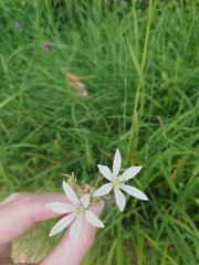 Ornithogalum