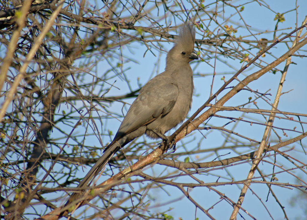 Grey Go-away-bird (Zambia birds) · iNaturalist