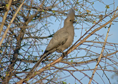 Grey Go-Away-Bird - Photo (c) meikec, some rights reserved (CC BY-NC)