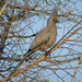 Grey Go-Away-Bird - Photo (c) meikec, some rights reserved (CC BY-NC)