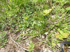 Carex leersii
