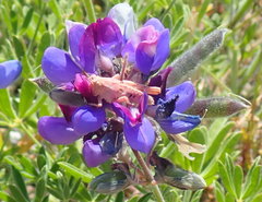 Oedaleonotus phryneicus