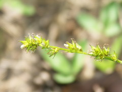Carex leersii