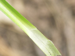 Carex leersii