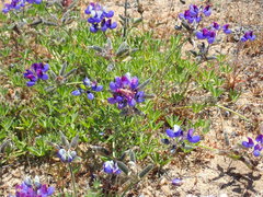 Oedaleonotus phryneicus