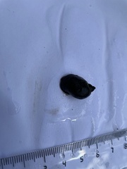 Ampullaceana balthica