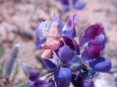 Oedaleonotus phryneicus