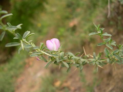 Ononis spinosa antiquorum