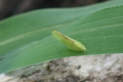 Parathisciini