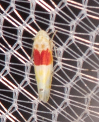 Eratoneura osborni
