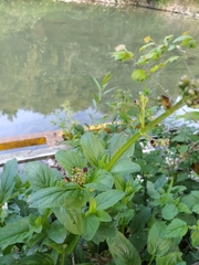 Scrophularia auriculata