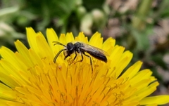 Andrena vaga