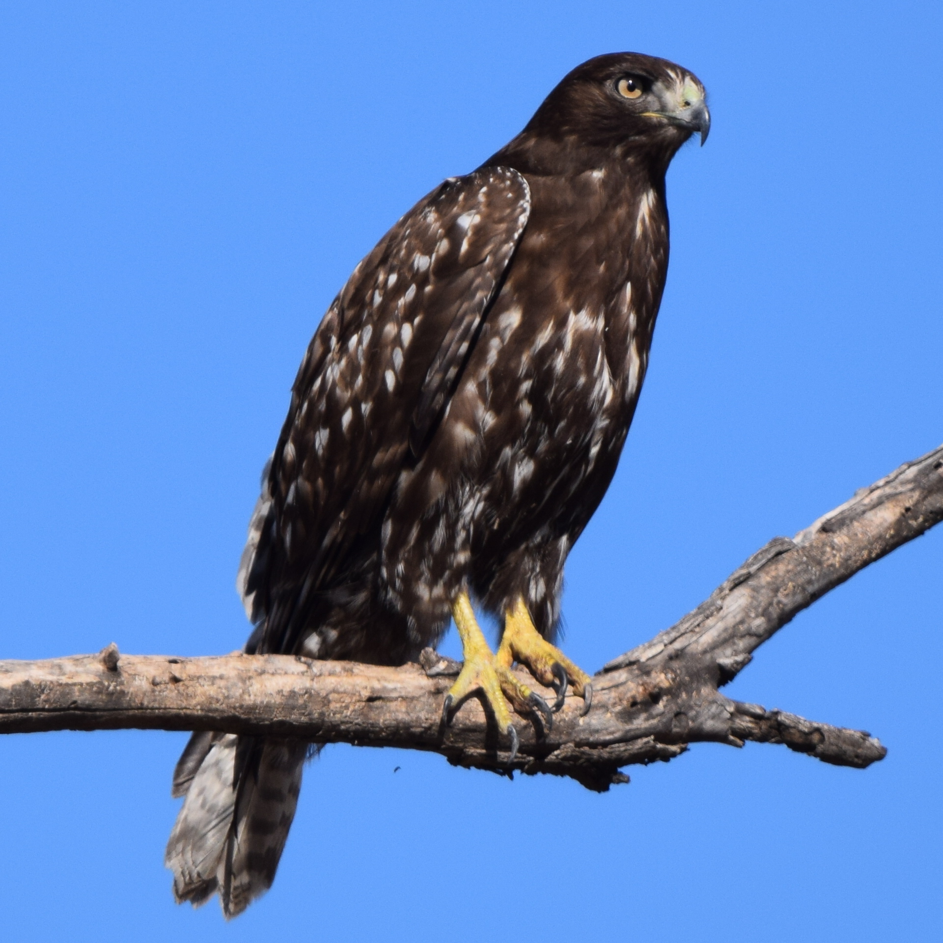 Aguililla Cola Roja de Alaska (Subespecie Buteo jamaicensis harlani) ·  iNaturalist Ecuador