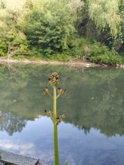 Scrophularia auriculata