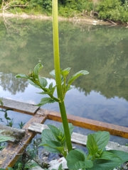 Scrophularia auriculata