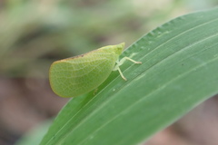 Parathisciini