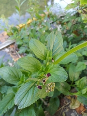 Scrophularia auriculata