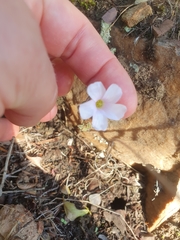 Oxalis dentata