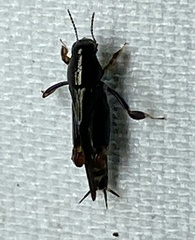 Neotridactylus