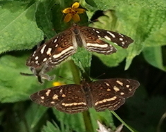 Anthanassa drusilla drusilla
